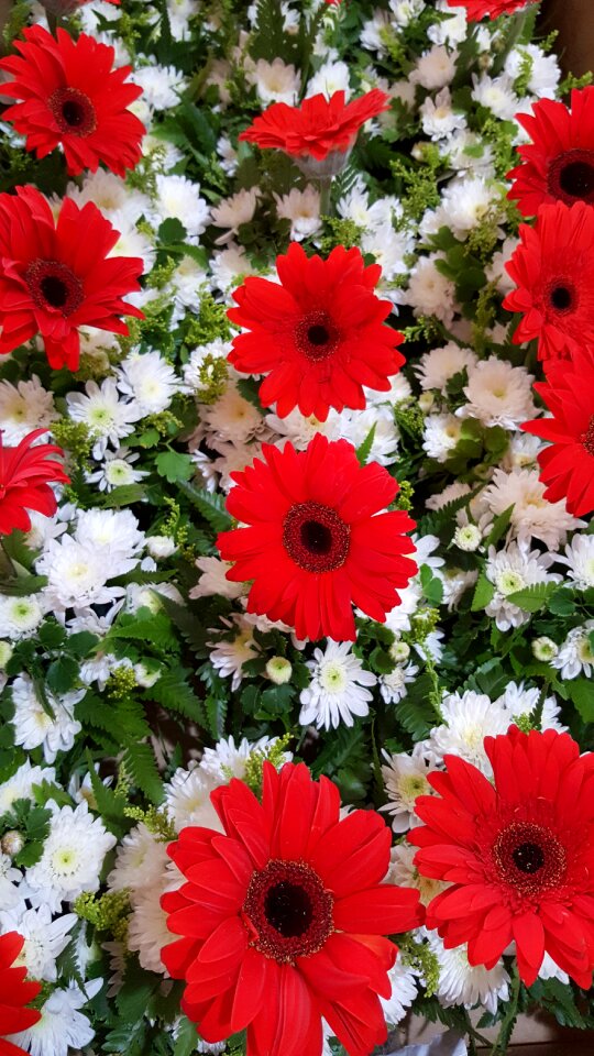 Nature floral plant
