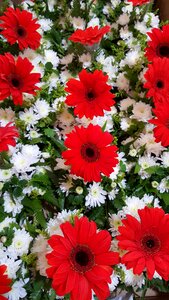 Nature floral plant
