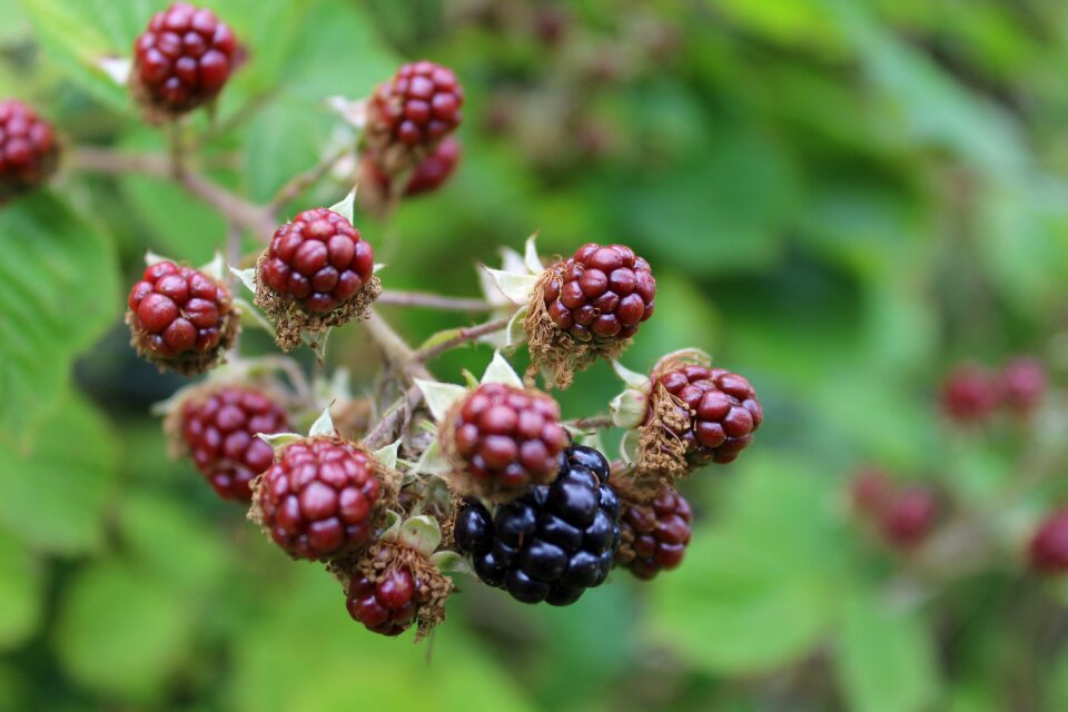 Outdoor summer wild