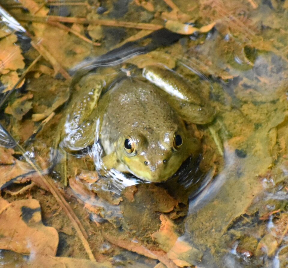 Amphibian natural