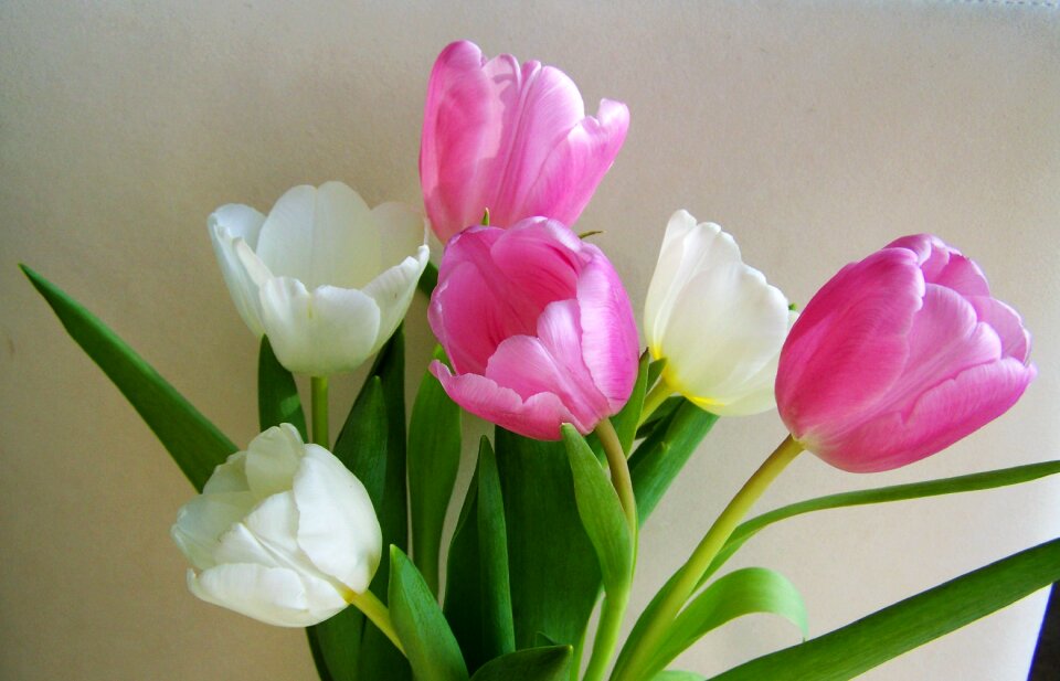 Tulip bouquet cut flower pink and white flowers