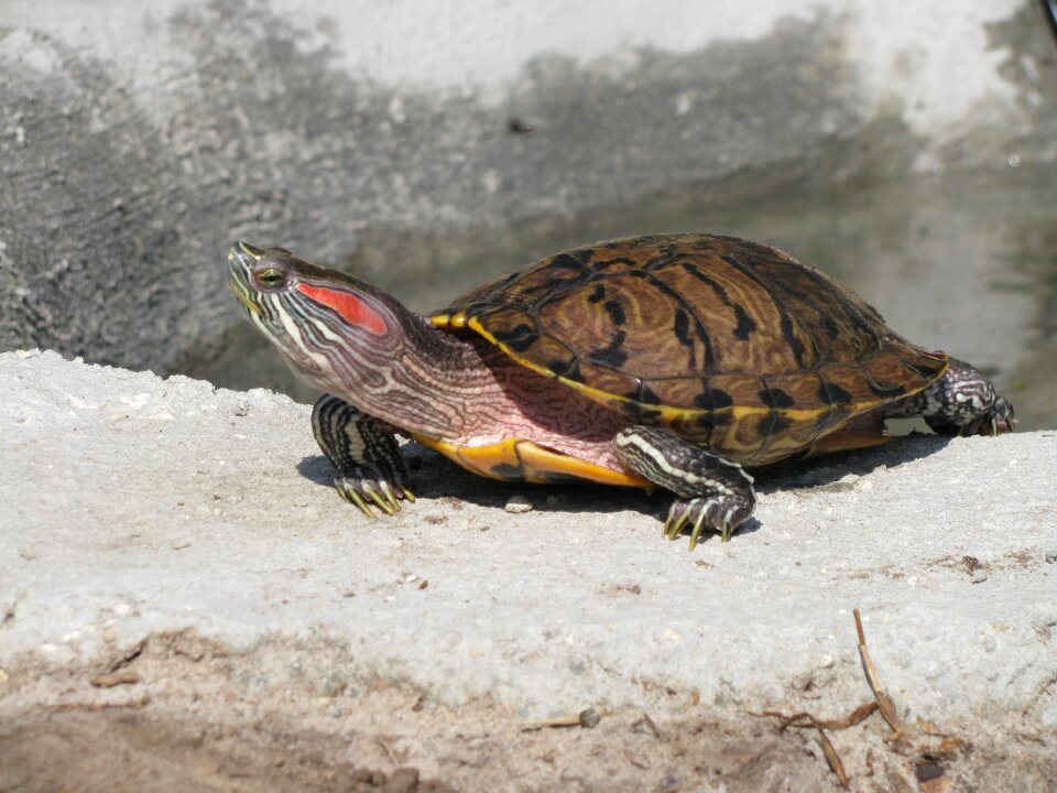 Reptile shell basking