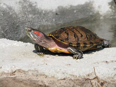 Reptile shell basking photo