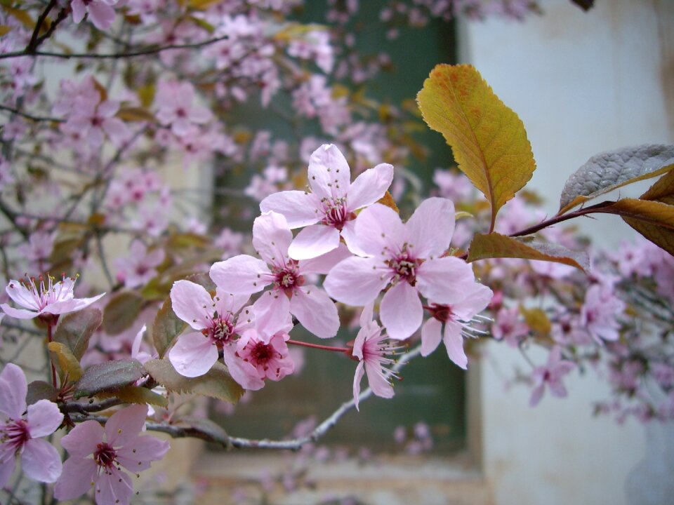 White white flowers spring