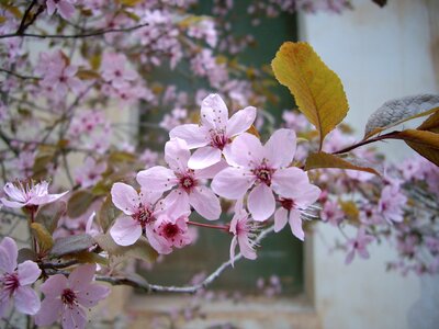 White white flowers spring
