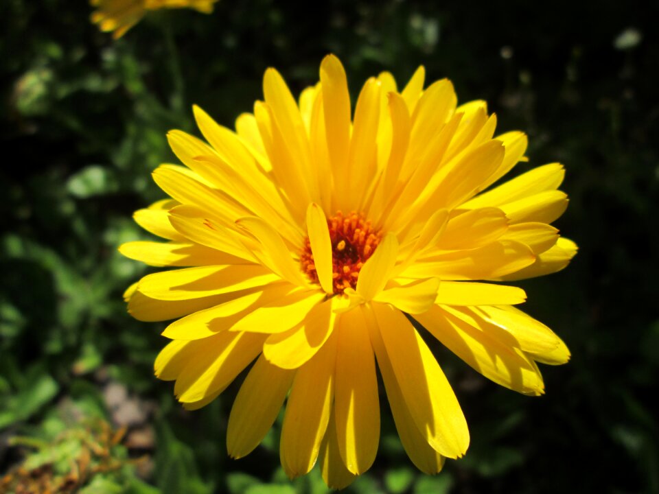 Flower solgul garden