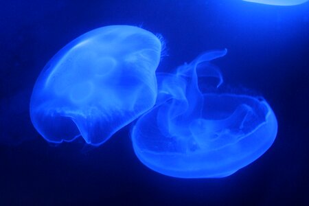 Jellyfish marine aquarium blue
