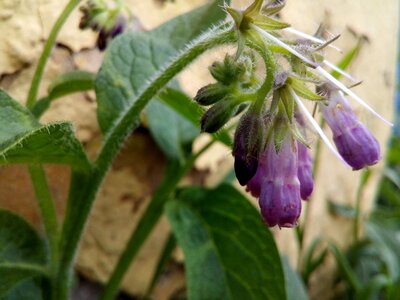 Spread pistil inflorescence