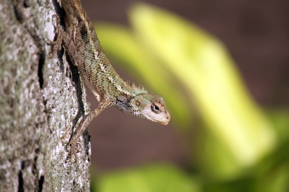 Animal wildlife cold blooded