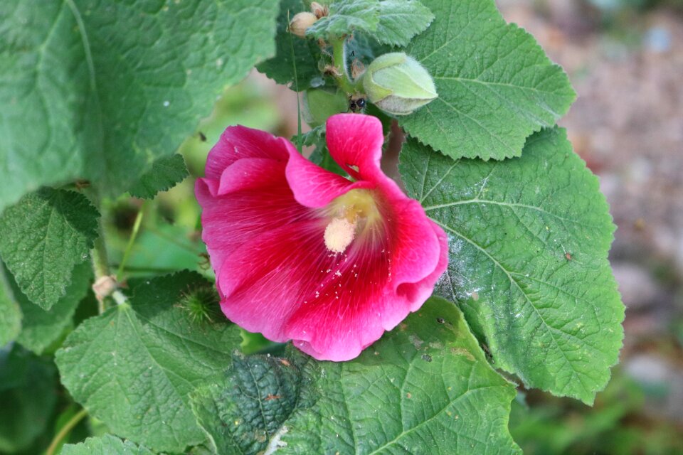 Pink garden nature