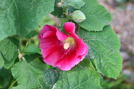 Pink garden nature