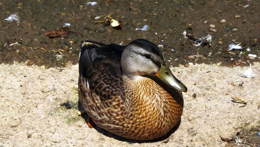 Mallard duck nature closeup photo