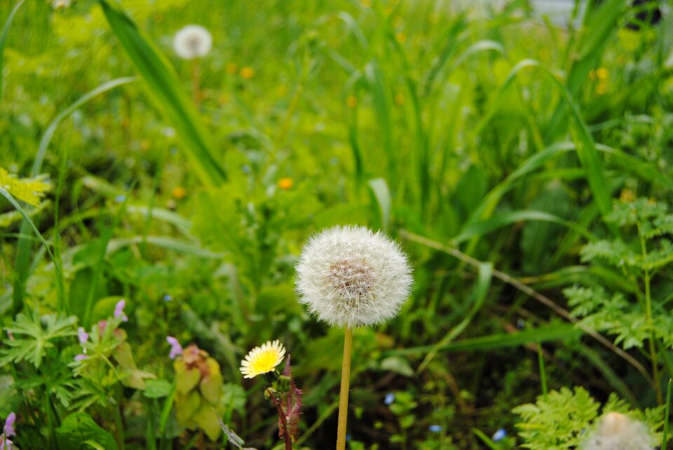 Nature botany