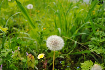 Nature botany