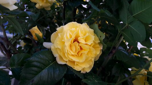 Garden yellow yellow rose photo