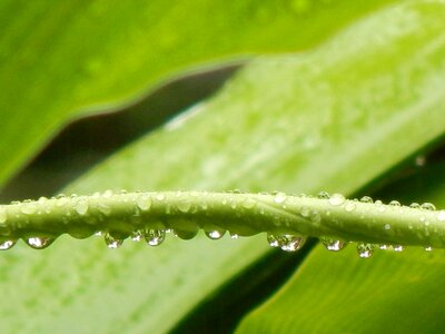 Stem wet drops