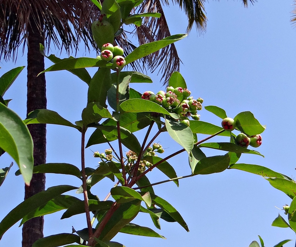 Fruit tropical karnataka