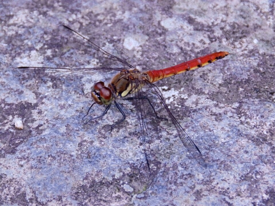 Ważka macro insect