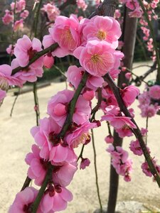 Ume plum 2 month flower