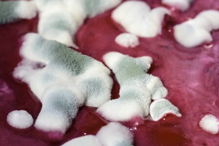 Macro health risk spoiled food