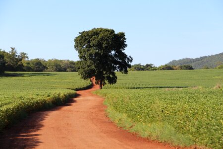 Field agriculture soy planting