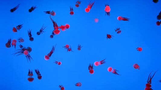 Marine aquarium jellyfish shanghai
