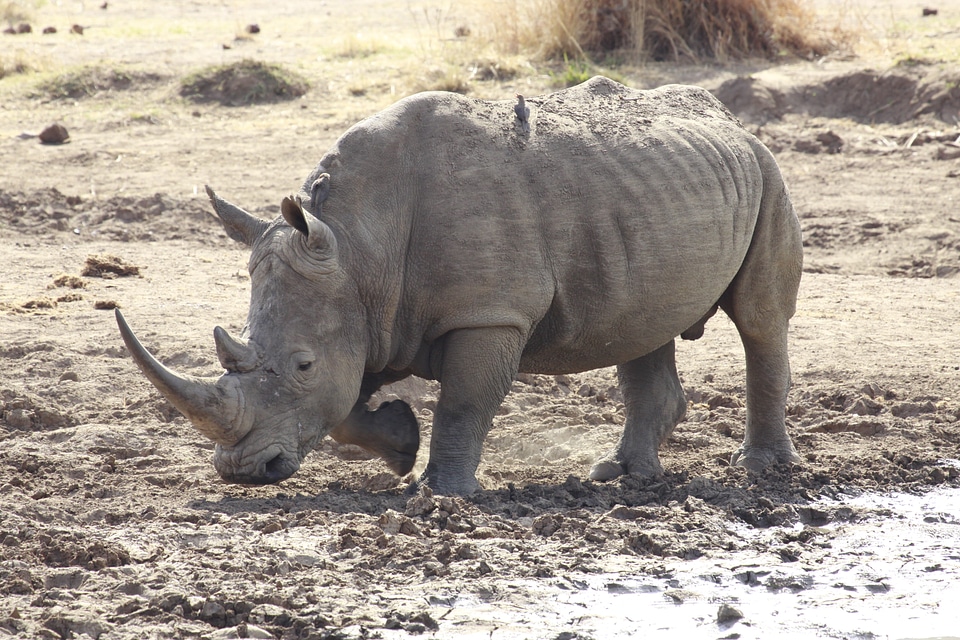 Nature mammal animal
