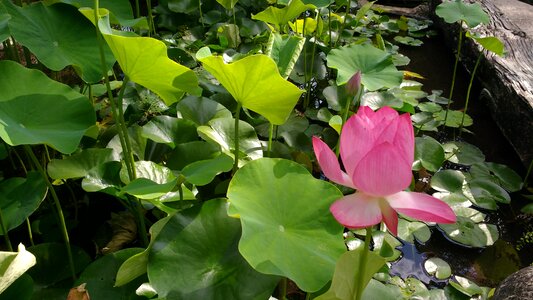 Nature aquatic pink flower