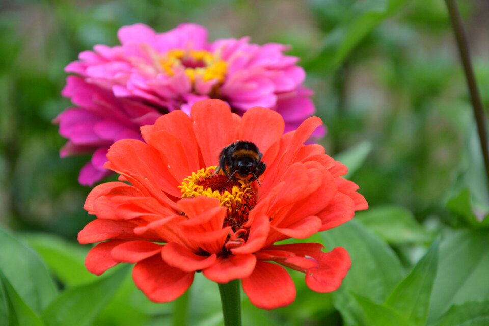Nature garden insect
