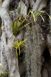 Tillandsia tillandsi tillandsia usneoides