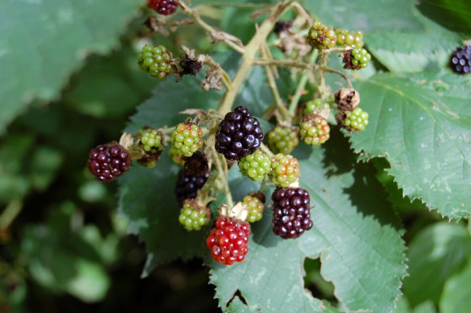 Red fruits brambles nature