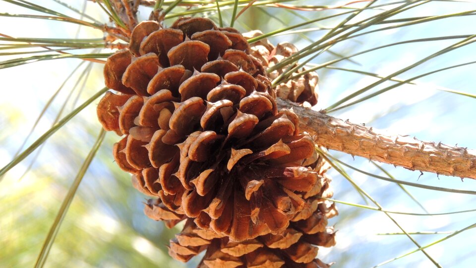 Christmas nature xmas