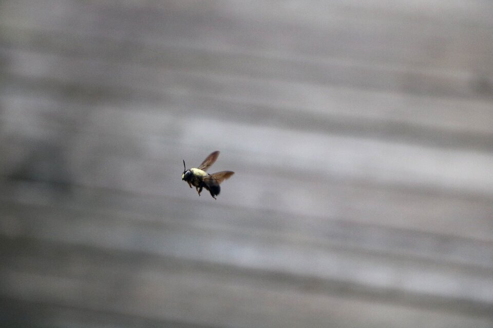 Bumblebee honey pollen