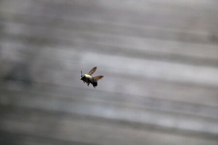 Bumblebee honey pollen