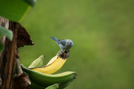 Bird in platanal banana indian