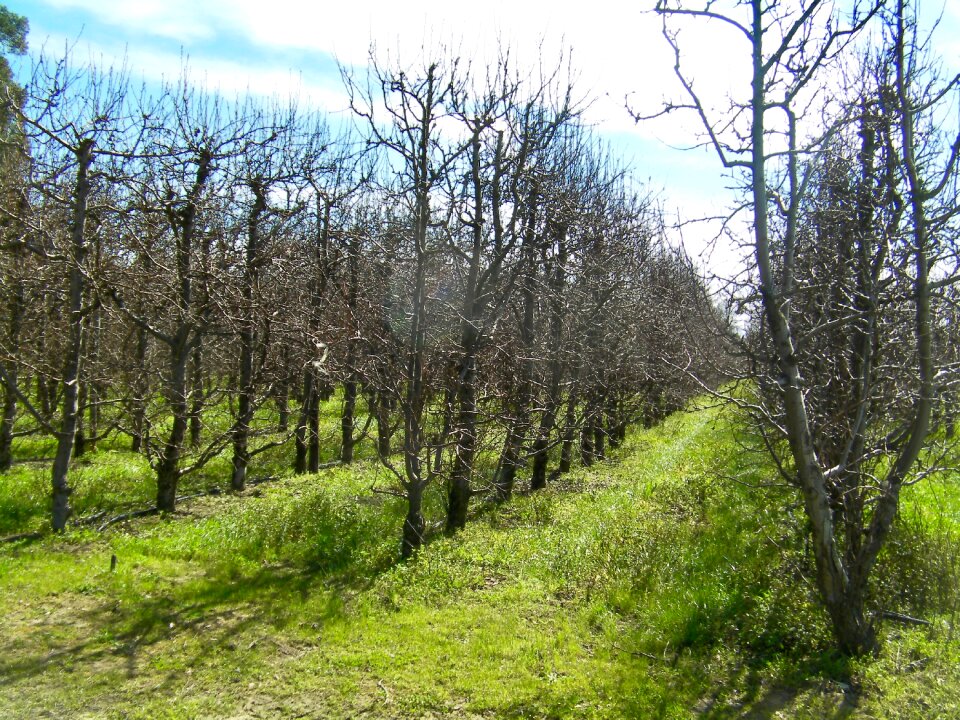 Orchard tree Free photos