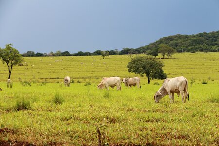 Mato grosso do sul roça farm