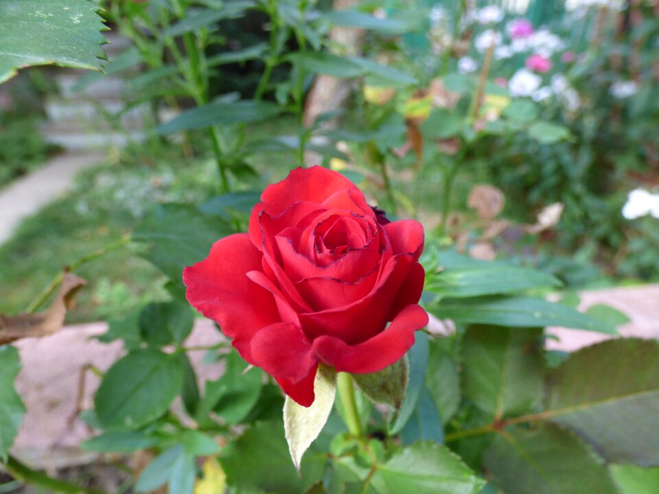 Flower flowers bloom