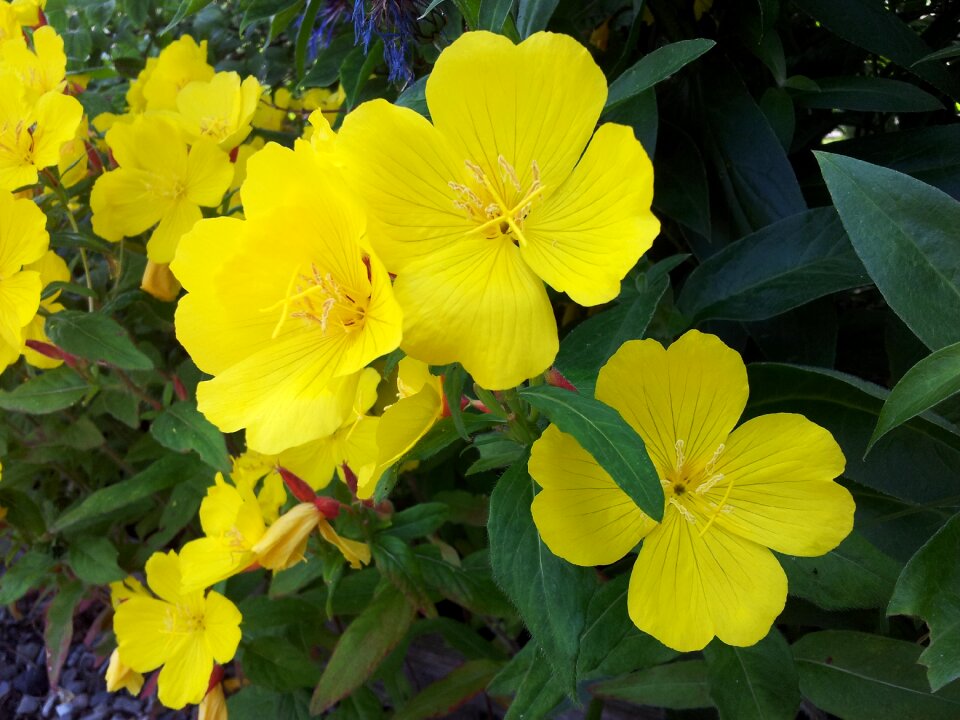 Plant yellow flower ornamental plant