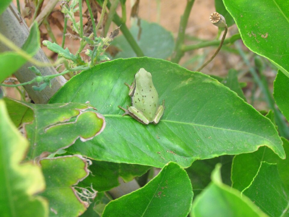 Leaf green