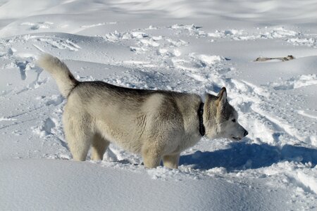 Canada quebec dog in the snow photo