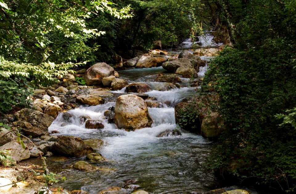 Argentine stream water forest