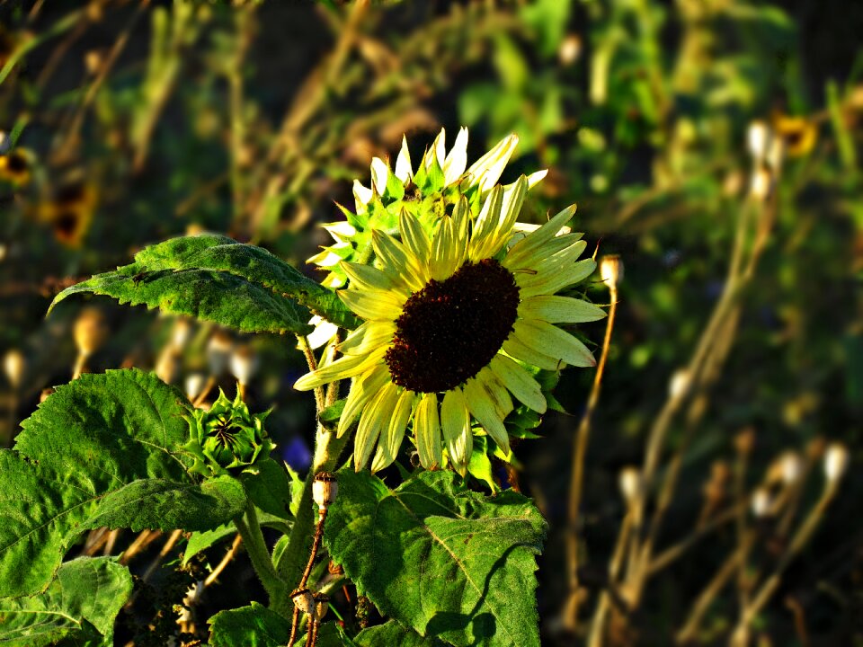 Ornamental sunflower blooming sunflower flowering