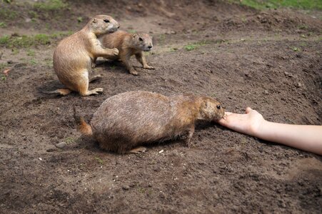 Zoo hand feeding photo