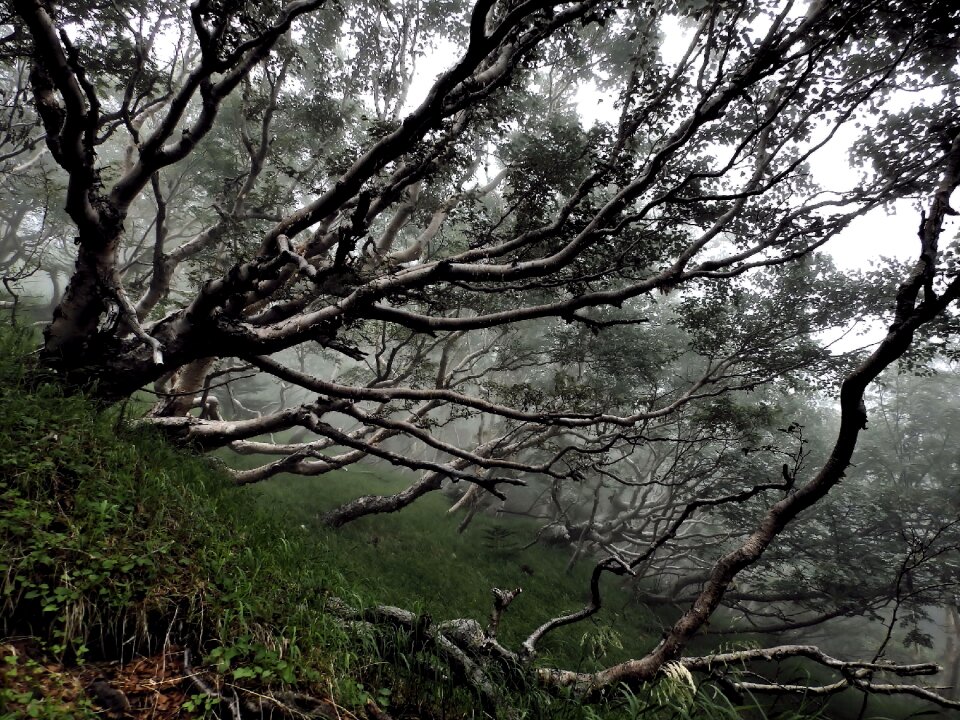 Dead tree the fog the hobbit