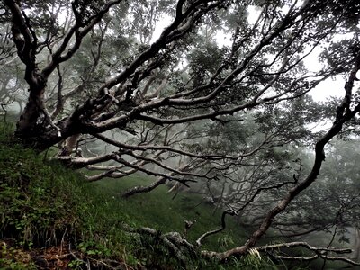 Dead tree the fog the hobbit