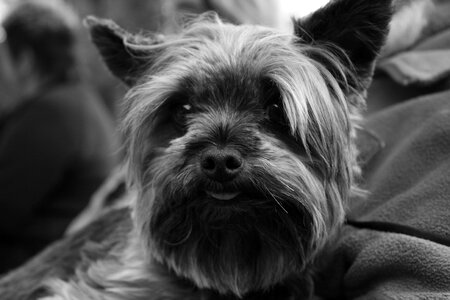 Animal doggie the sight of a dog