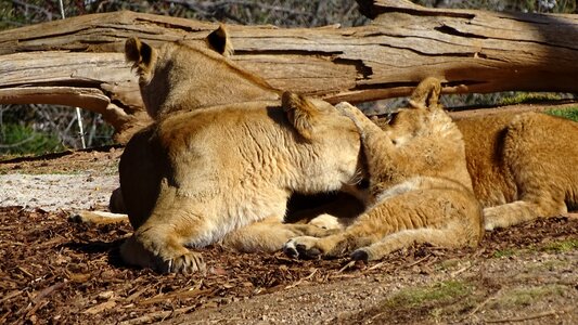 Cat big-cat african-lion photo