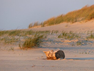 Tree beautiful beaches beautiful beach