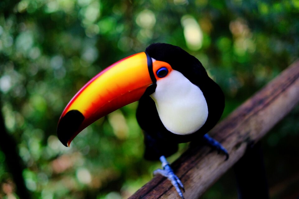 Tucano bird paige